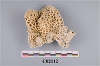 藏品(珊瑚化石)的圖片